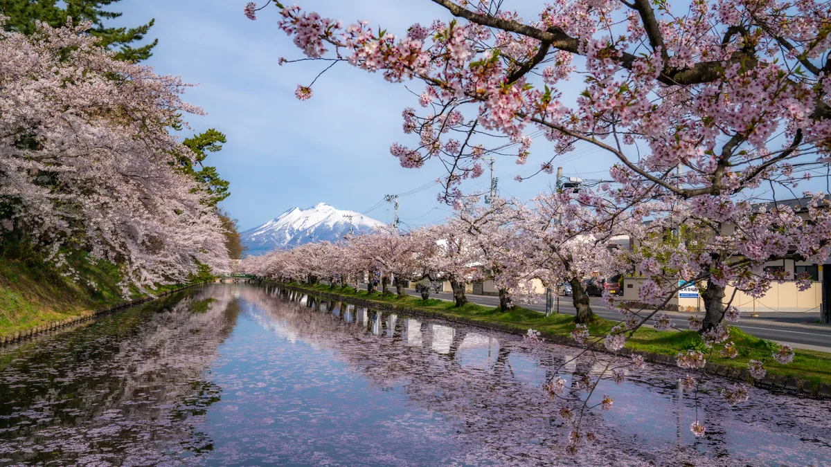Hirosaki Castle — The Keep That Came Back Smaller, and the Cherry Trees Its Old Retainers Planted