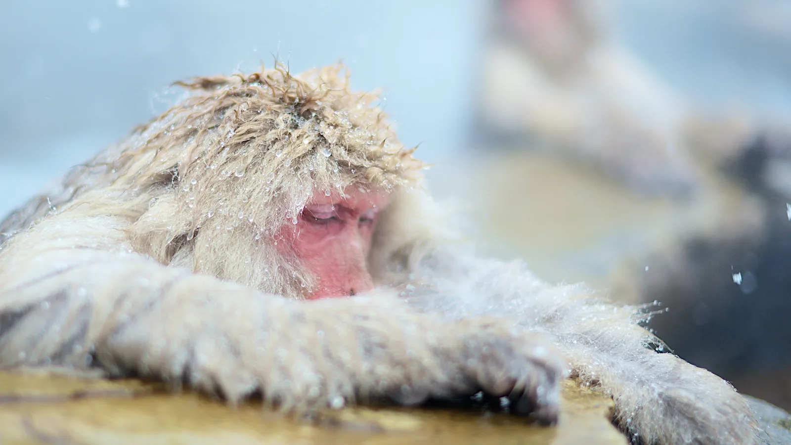 Jigokudani Snow Monkeys — Why They Bathe to Survive, and Why the Kindest Thing You Can Do Is Keep Your Distance