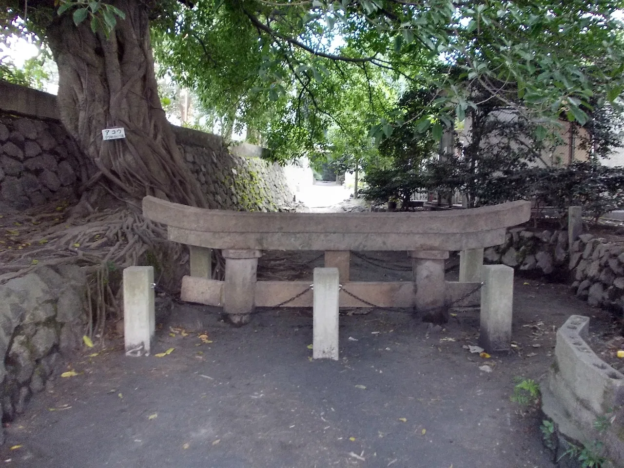 A buried shrine gateway at Kurokami on Sakurajima, only the top crossbeam of the torii showing above the ground that swallowed it in the 1914 eruption