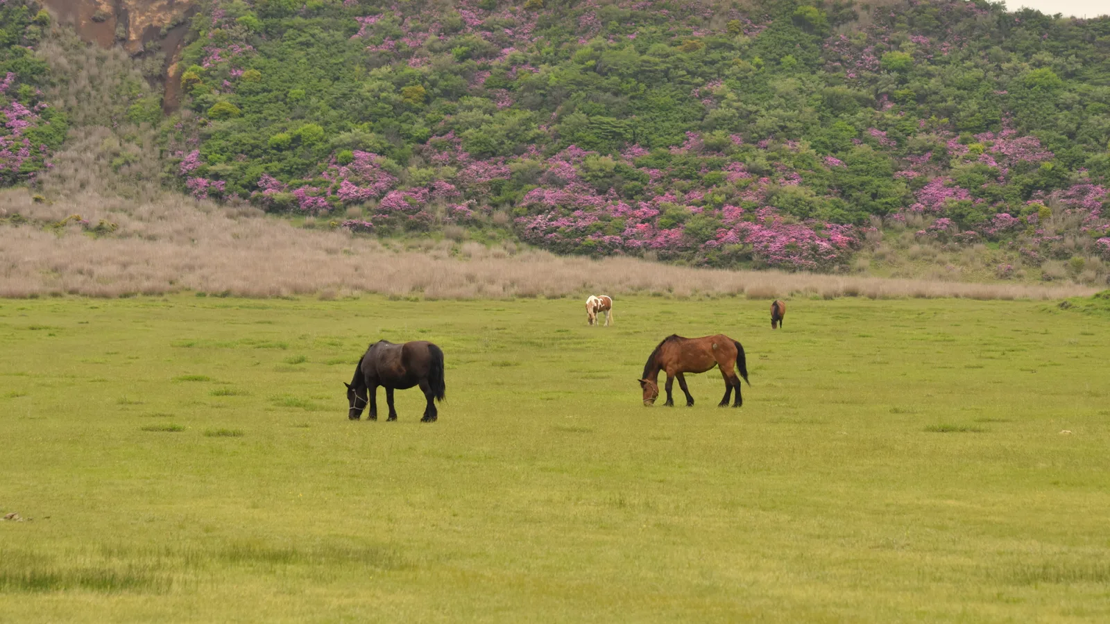Horses grazing on the Kusasenri grassland below Eboshidake in the Aso caldera