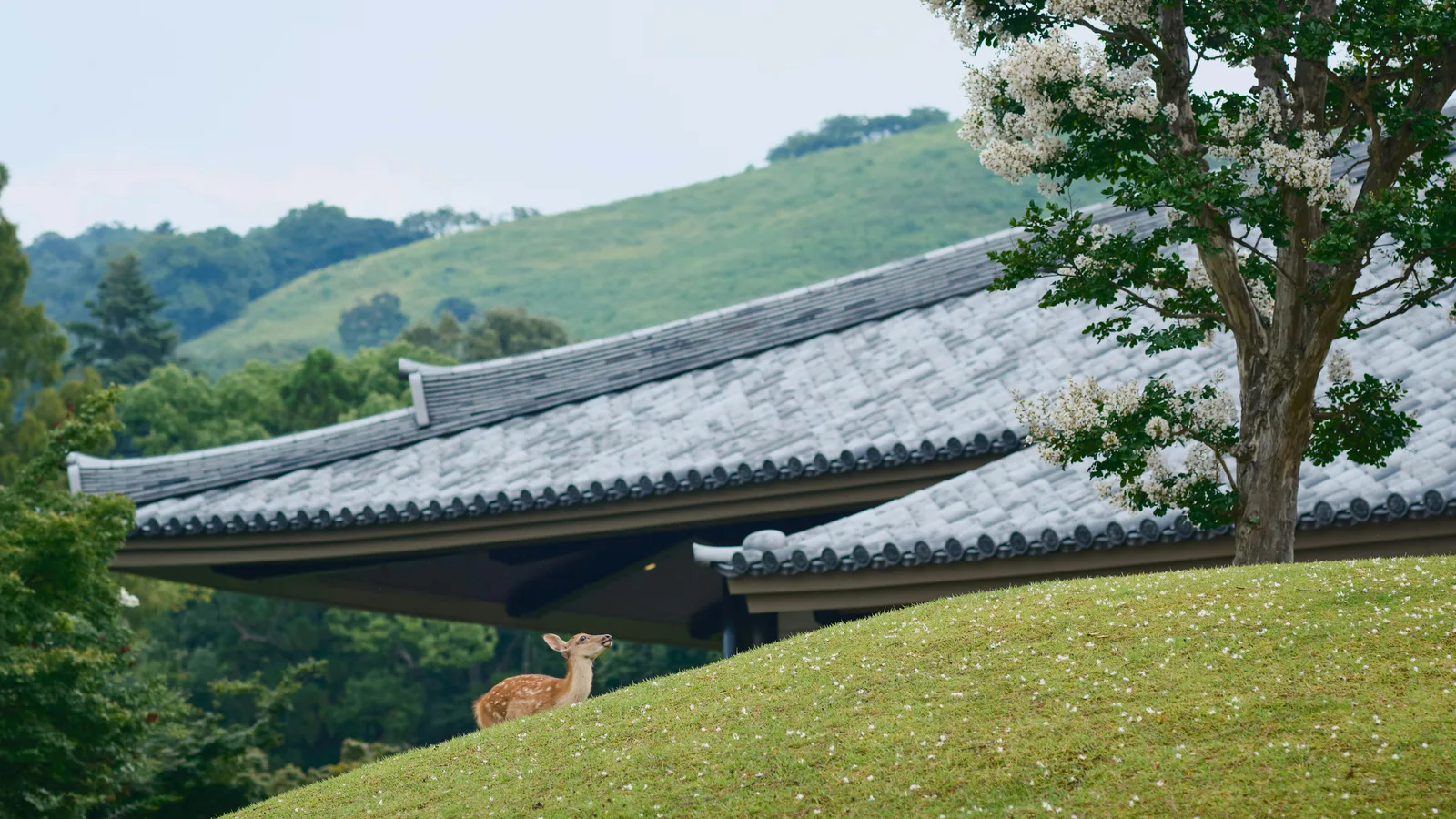Nara Park — Why the Deer Bow, and Why Japan Has Watched Over Them for a Thousand Years