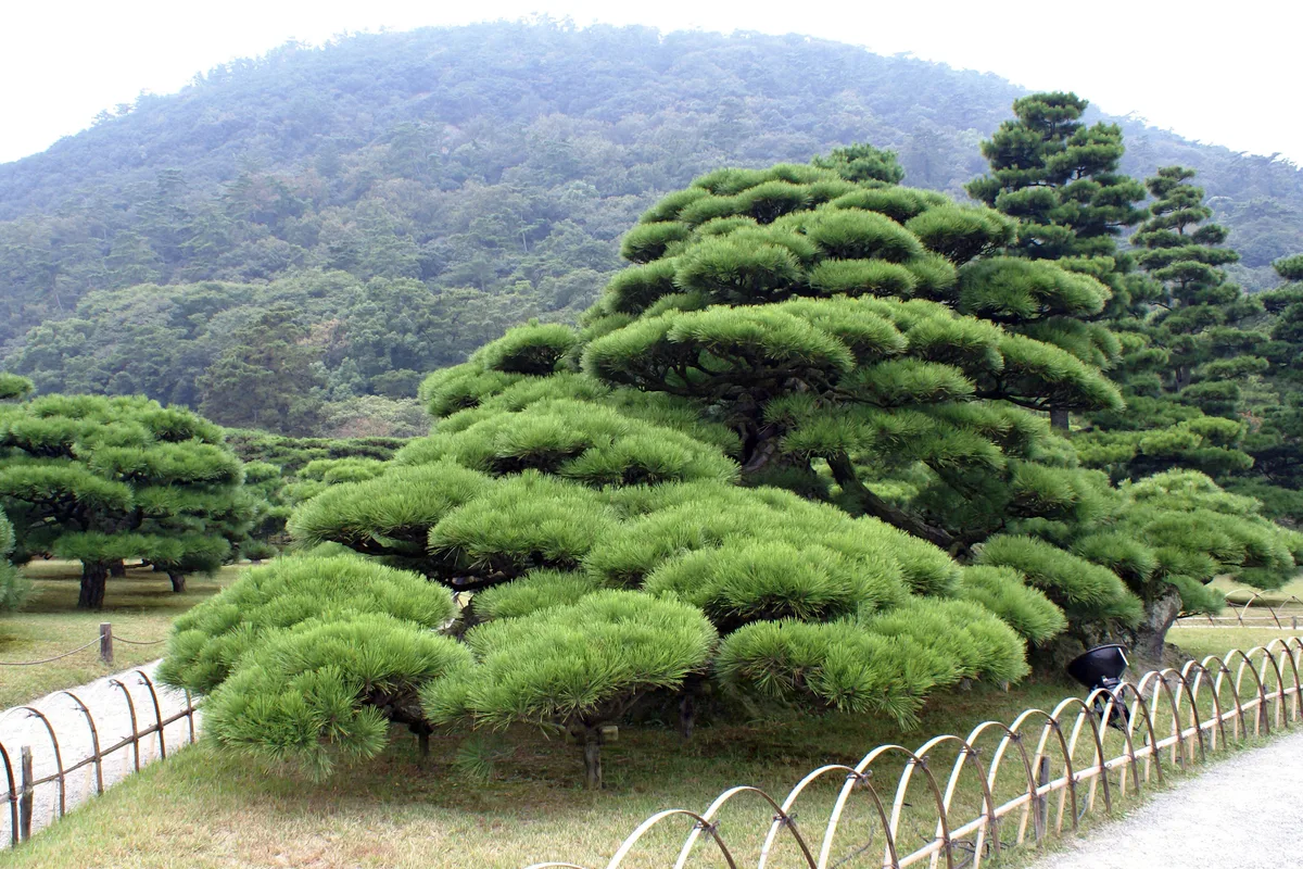 Cloud-pruned black pines shaped by hand, rising toward the wooded backdrop of Mt. Shiun in Ritsurin Garden