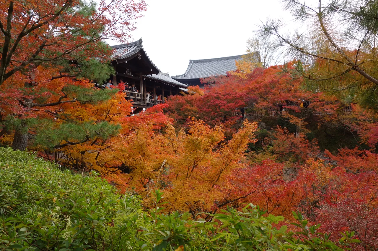 The covered wooden Tsutenkyo bridge rising above a ravine of scarlet and orange maples at Tofuku-ji