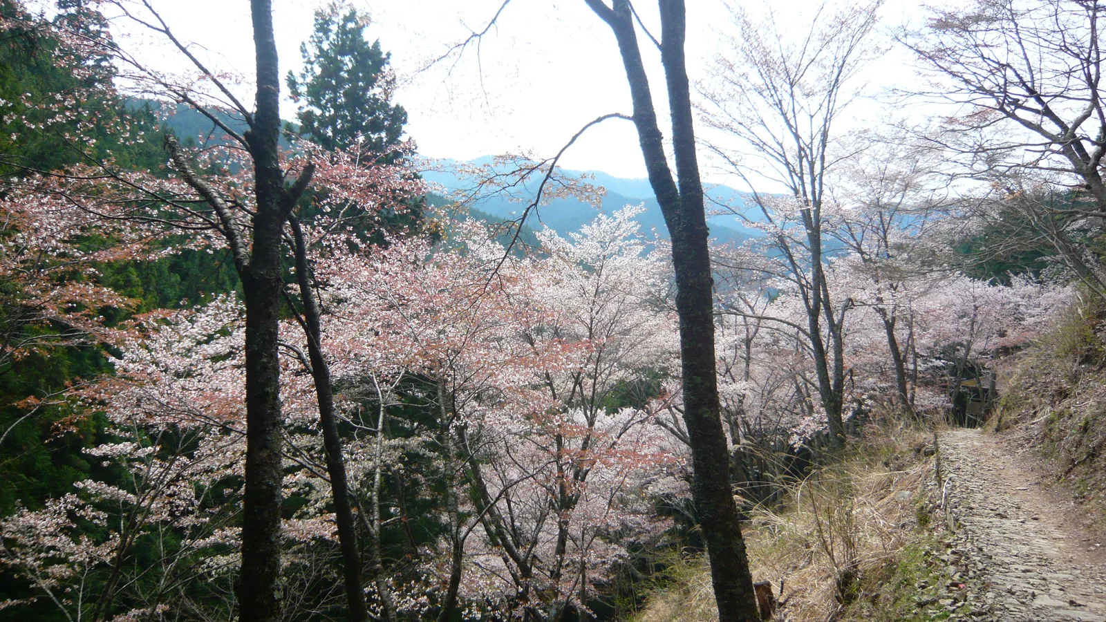 A path winding up through white mountain cherries toward the quiet upper slopes of Mount Yoshino