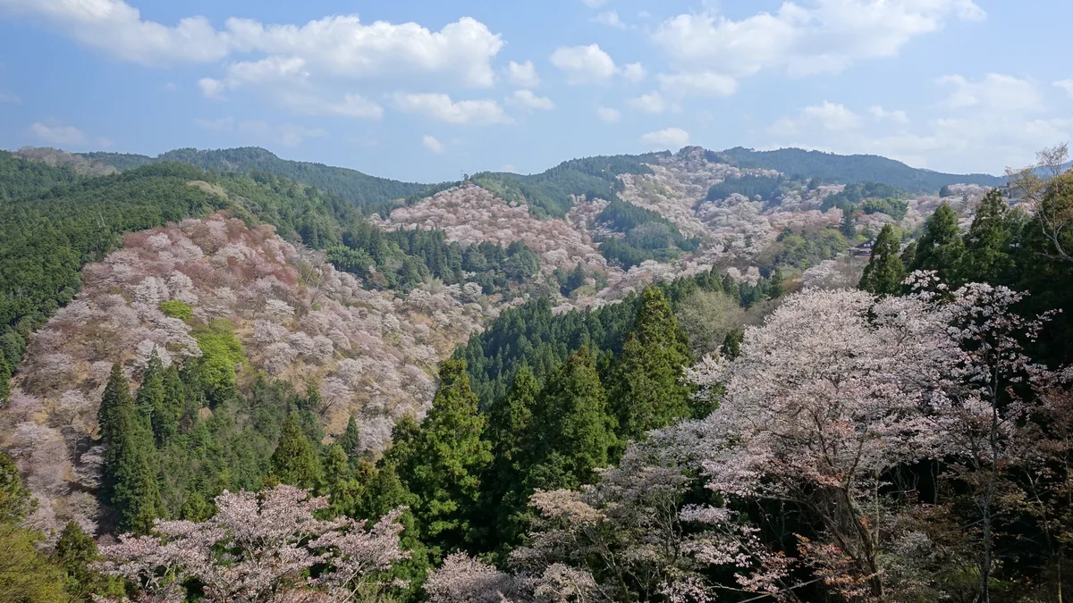Mount Yoshino — The Mountain That Wears Its Prayers as Blossom