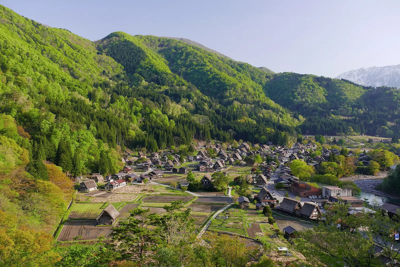 The thatched gassho-zukuri village of Ogimachi, Shirakawa-go, seen from the hillside among green mountains and rice fields