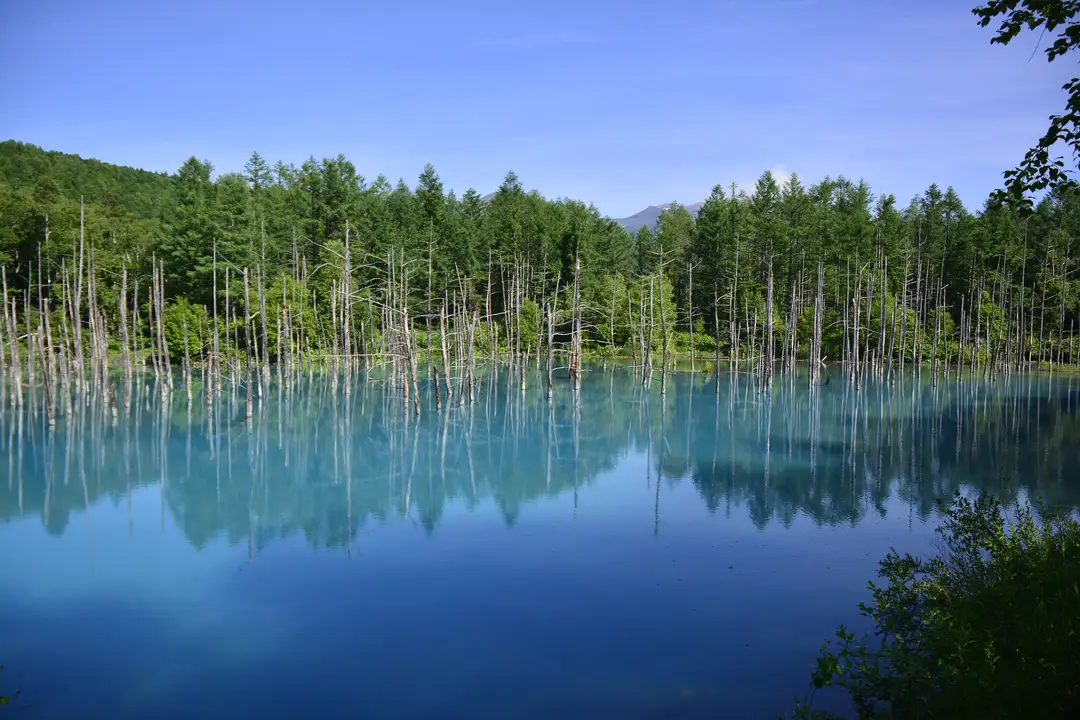 The milky teal water and bare trees of the Shirogane Blue Pond near Biei, Hokkaido