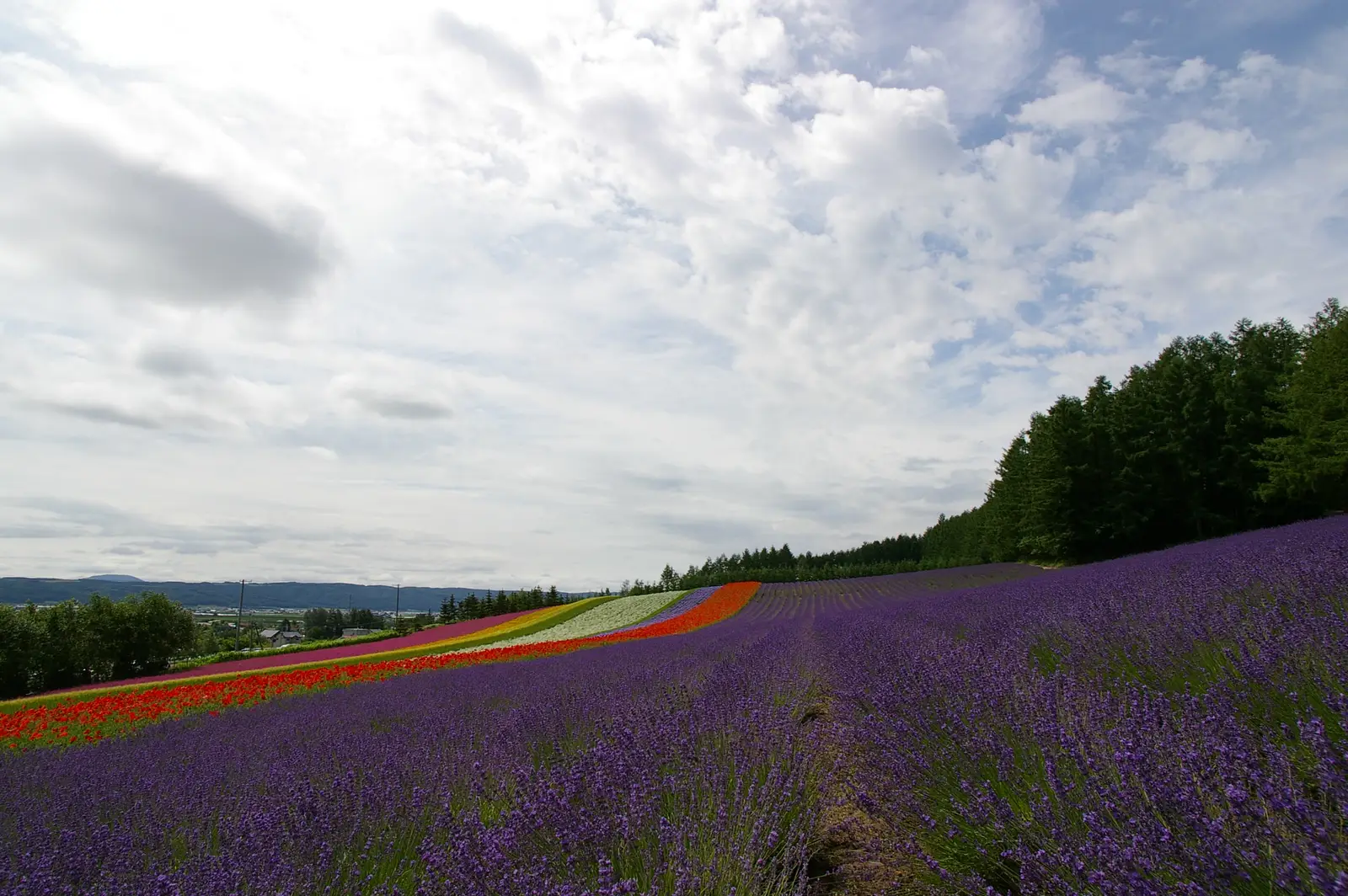 Lavender and ribbons of summer flowers sweeping up a hillside at Farm Tomita, Furano