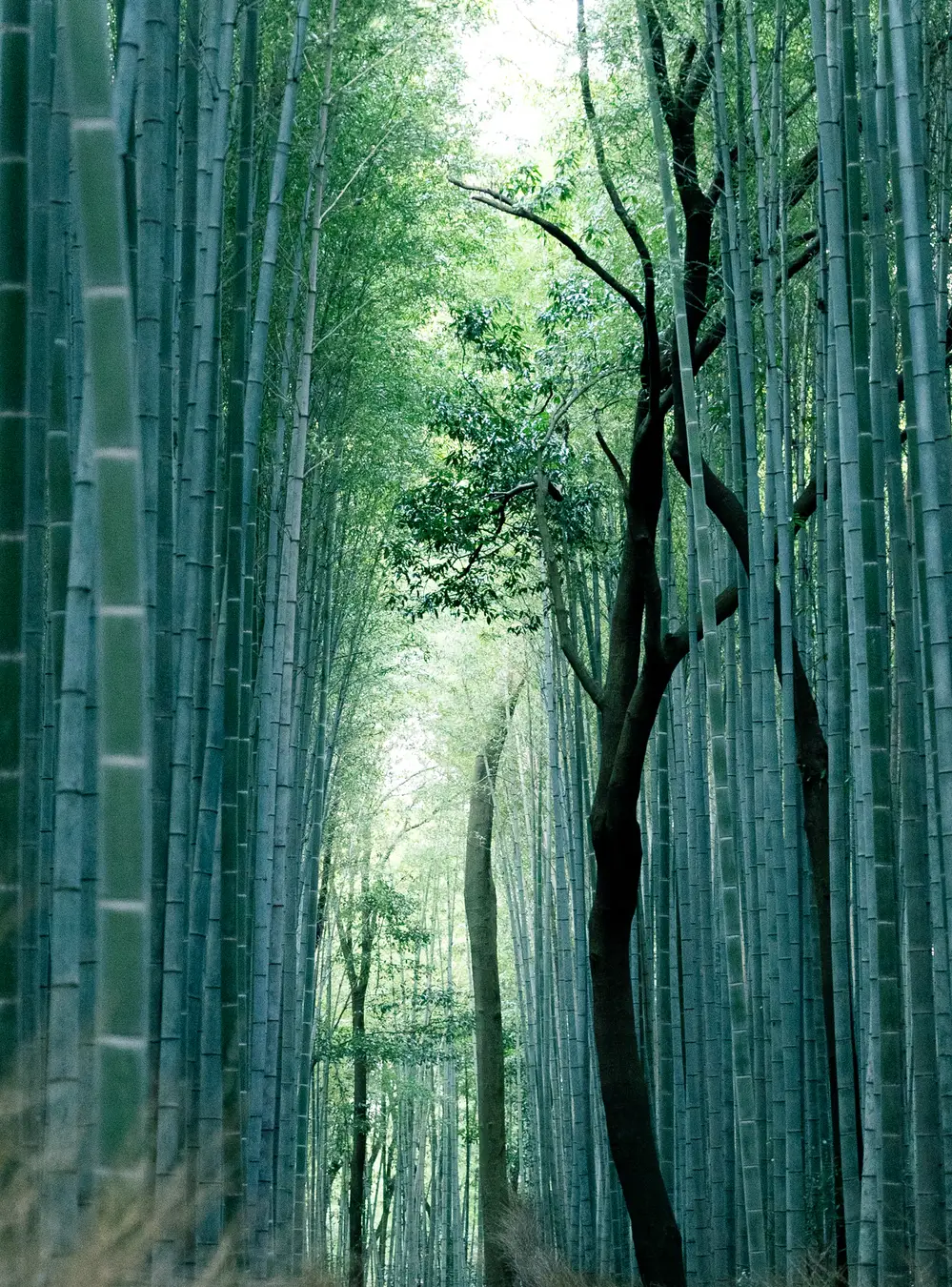 The towering bamboo grove at Arashiyama, Kyoto