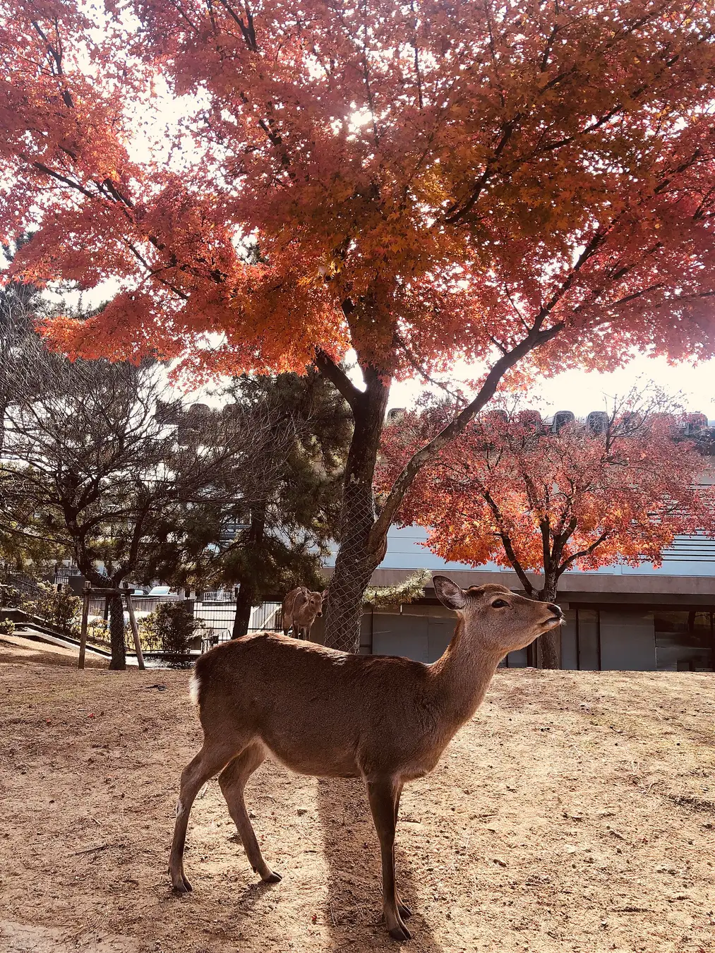 A sika deer standing beneath autumn maples in Nara Park