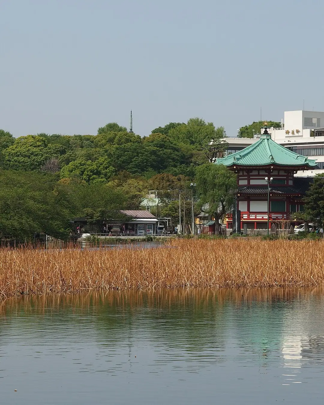 Shinobazu Pond and the vermilion Benten-do hall across the reeds in Ueno Park, Tokyo