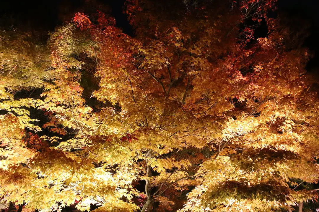 Maples glowing gold and amber under evening illumination at Eikando (Zenrin-ji), Higashiyama, Kyoto