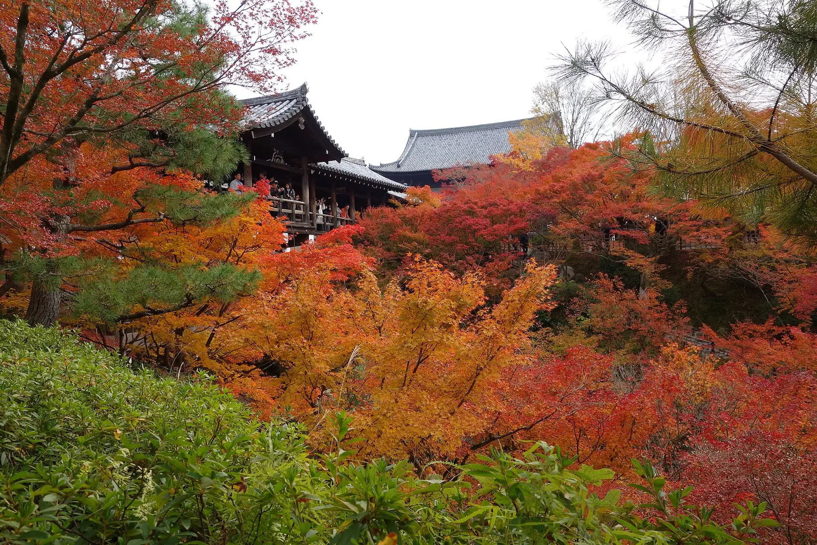 The covered Tsutenkyo bridge of Tofuku-ji temple rising over a valley of scarlet, amber and gold maples in autumn, Kyoto