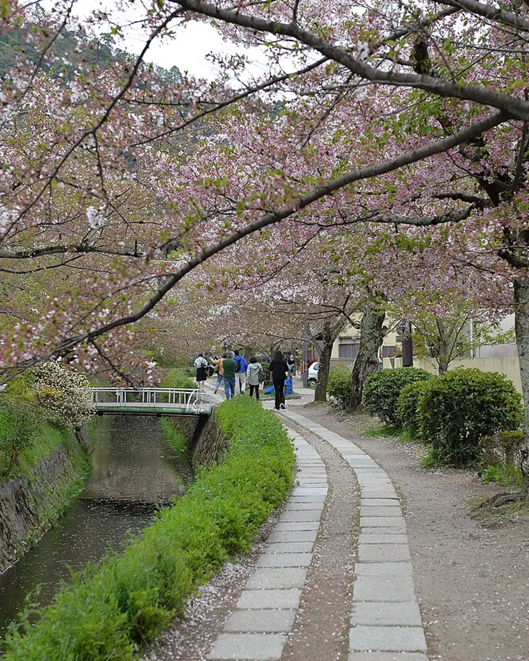 The stone-paved Philosopher's Path canal in Kyoto under cherry blossom