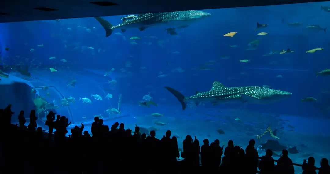 Whale sharks gliding behind the giant acrylic window of the Kuroshio Sea tank at the Churaumi Aquarium