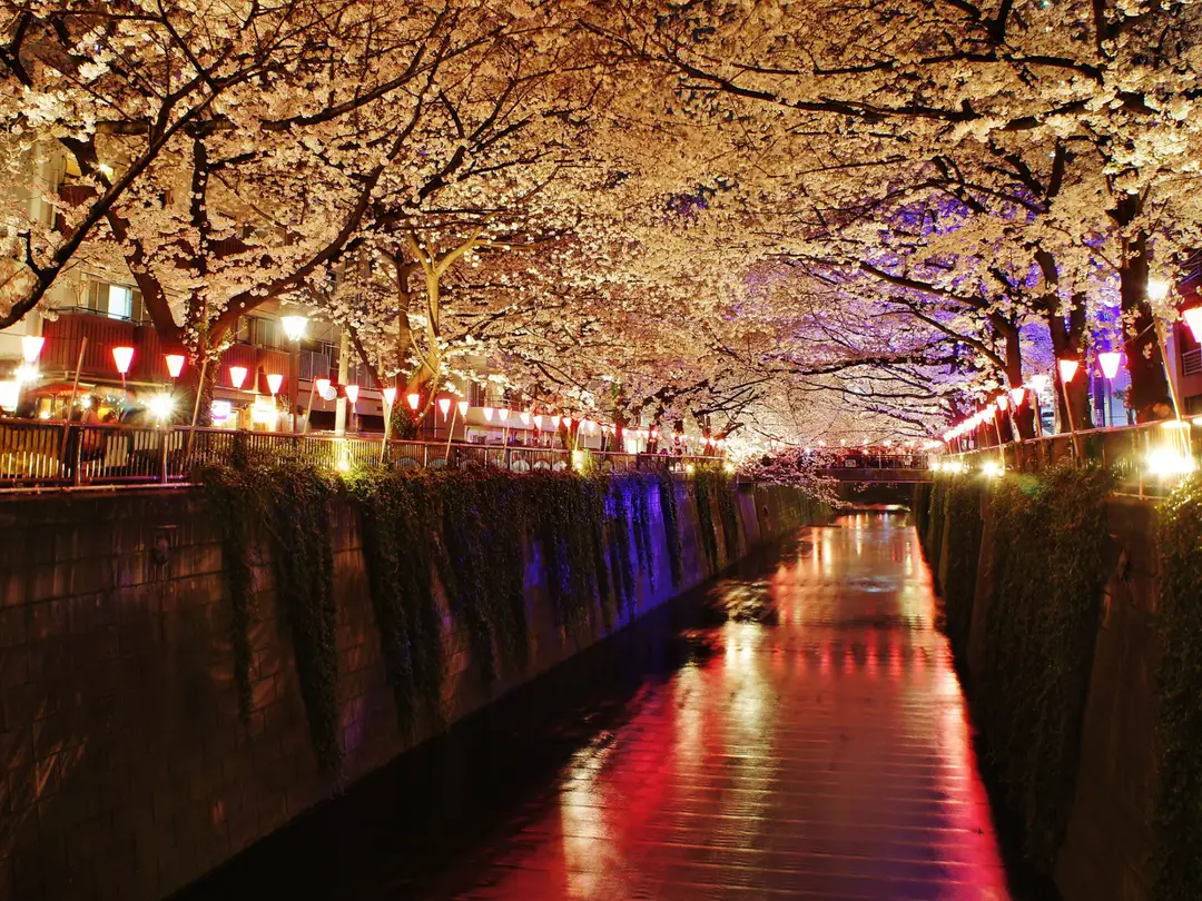 Cherry trees lit at night and strung with paper lanterns arching over the Meguro River canal in Tokyo, reflected in the water