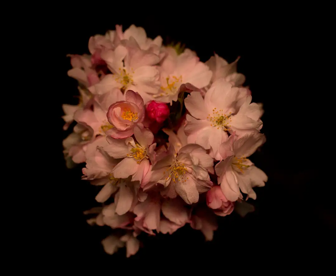 Pale cherry blossom glowing against a black night sky — yozakura, the night cherries of a Kyoto spring