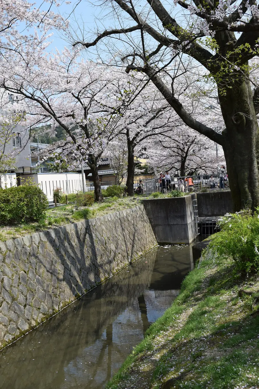 Cherry blossom lining the stone Philosopher's Path canal in Higashiyama, Kyoto, with petals on the water