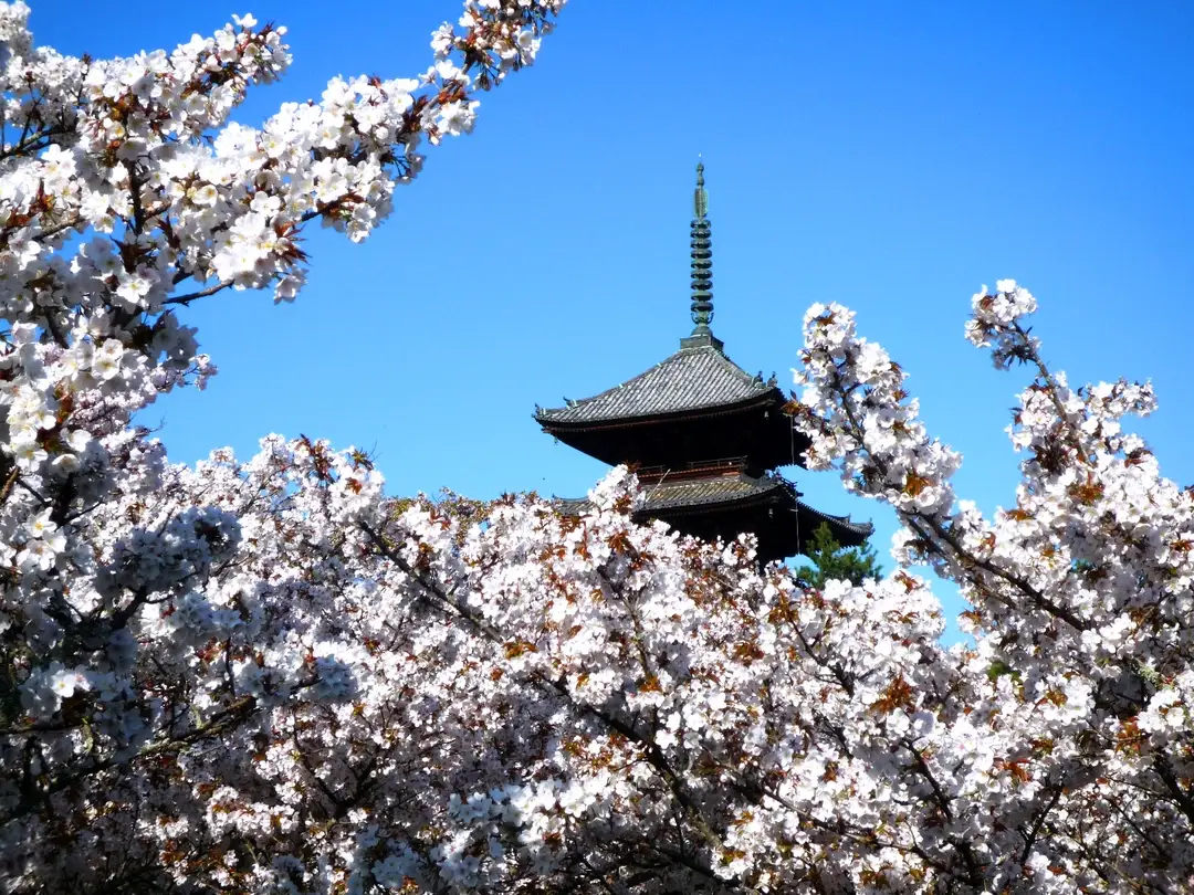 The five-storied pagoda of Ninna-ji temple rising above a field of low Omuro cherry blossom, Kyoto