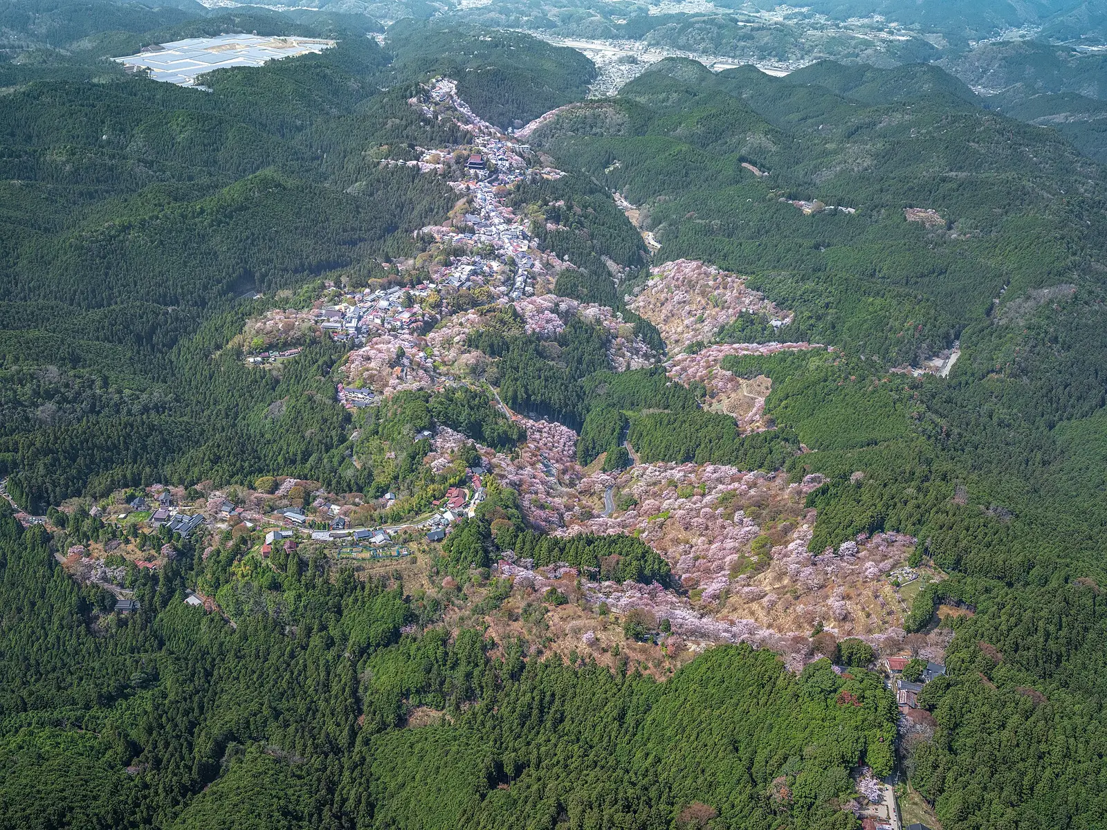 Aerial view of cherry blossom spread in pale-pink bands across the wooded slopes of Mount Yoshino, Nara, in spring