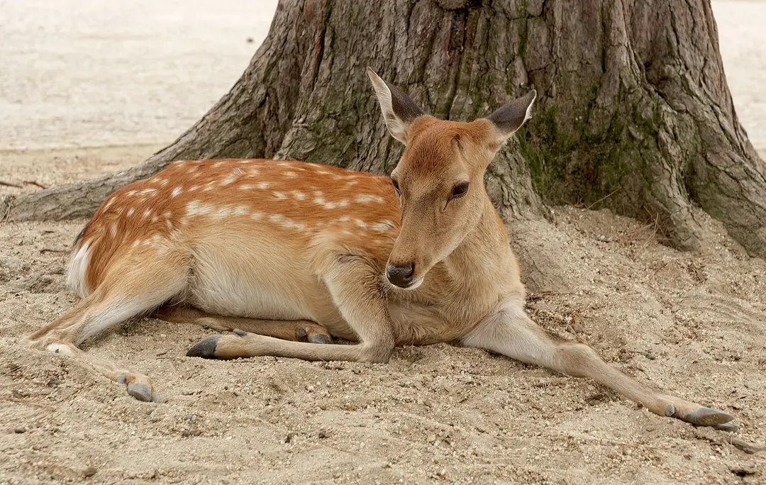 A free-roaming sika deer resting on the ground beneath a tree in Nara Park