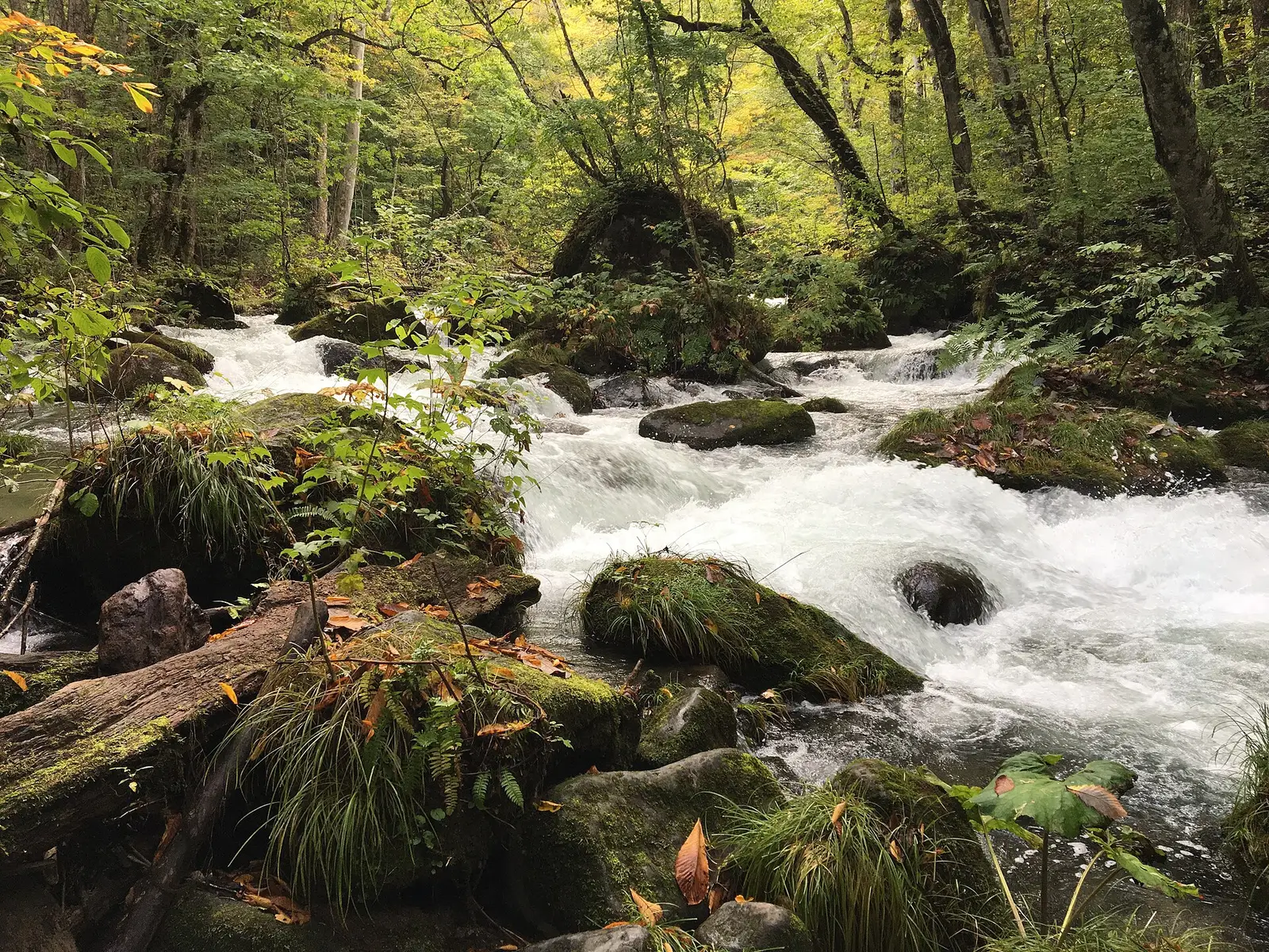 The clear Oirase Keiryū stream rushing in white water over moss-covered boulders between forested banks, Aomori