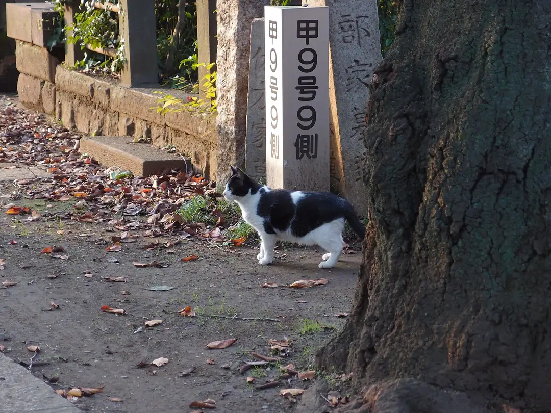 A black and white cat standing among old gravestones in Yanaka Cemetery, Tokyo