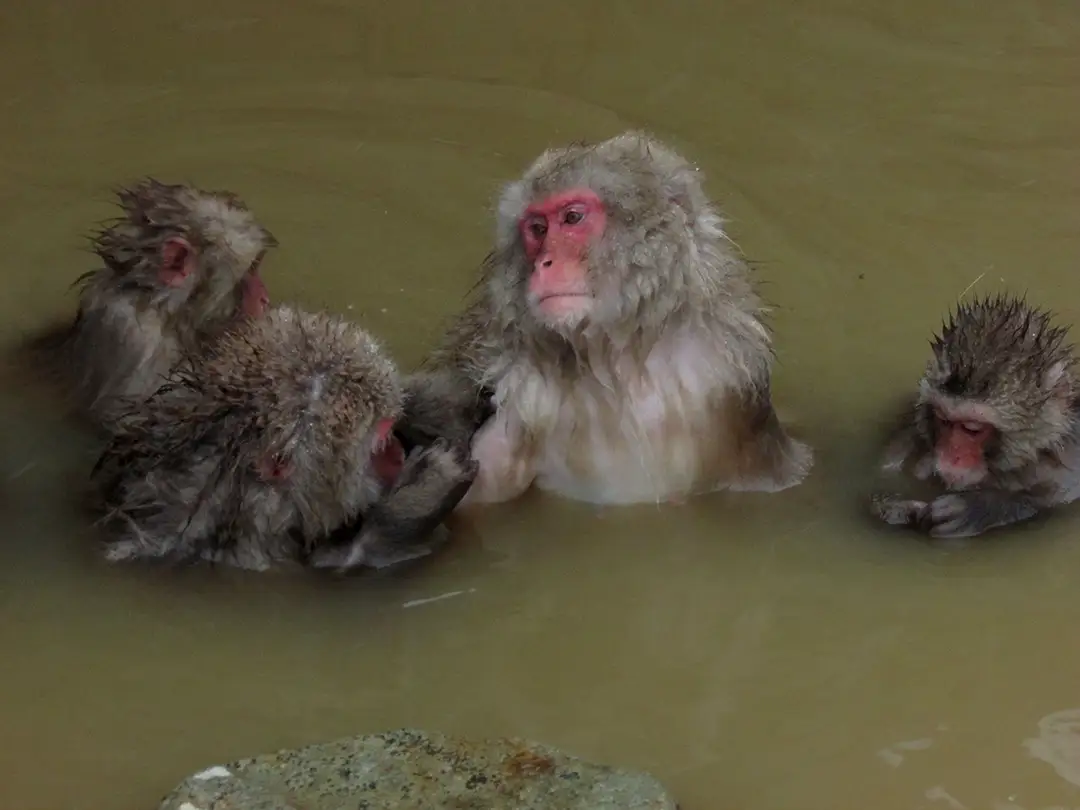 Wild Japanese macaques soaking together in the steaming hot-spring pool at Jigokudani Yaen-koen in winter