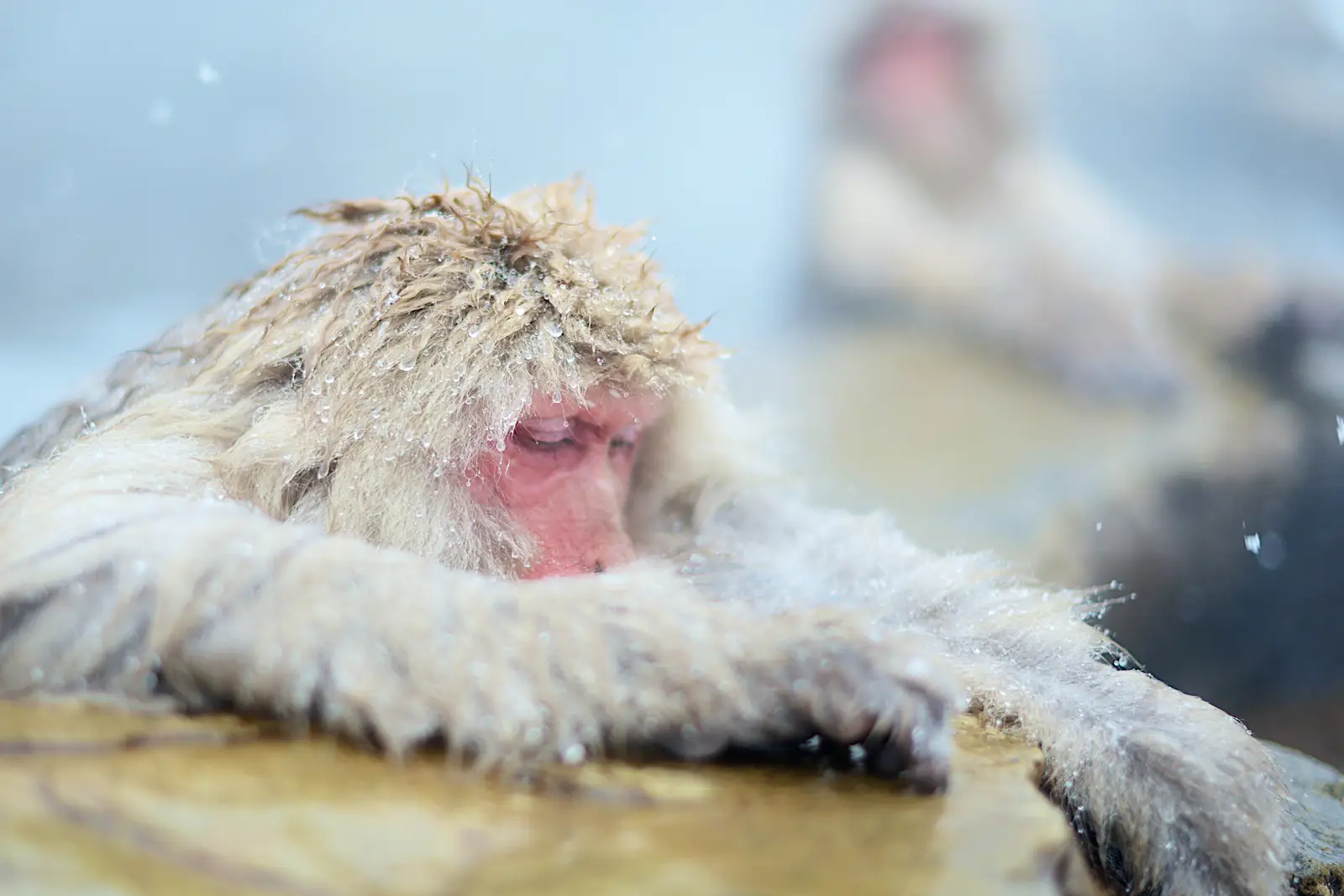 A snow monkey resting at the steaming edge of a hot-spring pool, snow and ice crusting its fur, eyes closed against the cold at Jigokudani, Nagano